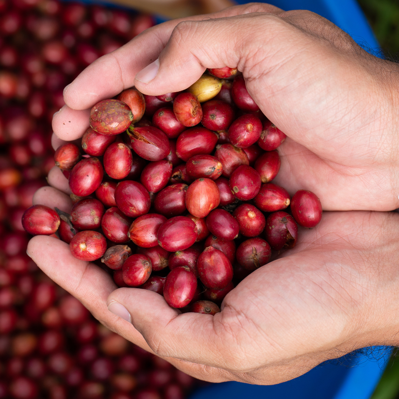 Potensi Kopi Robusta Pinogu Gorontalo: Keunggulan Rasa dan Pengembangan Ekspor yang Meningkat