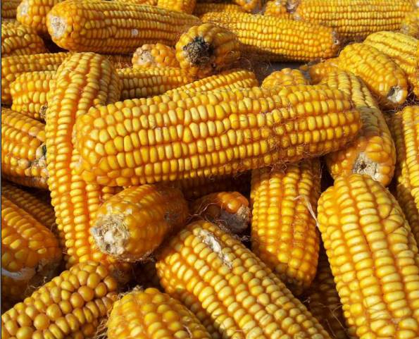 Potensi Jagung Gorontalo sebagai Penggerak Ekonomi Masyarakat