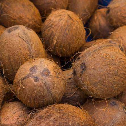Potensi Kelapa Gorontalo