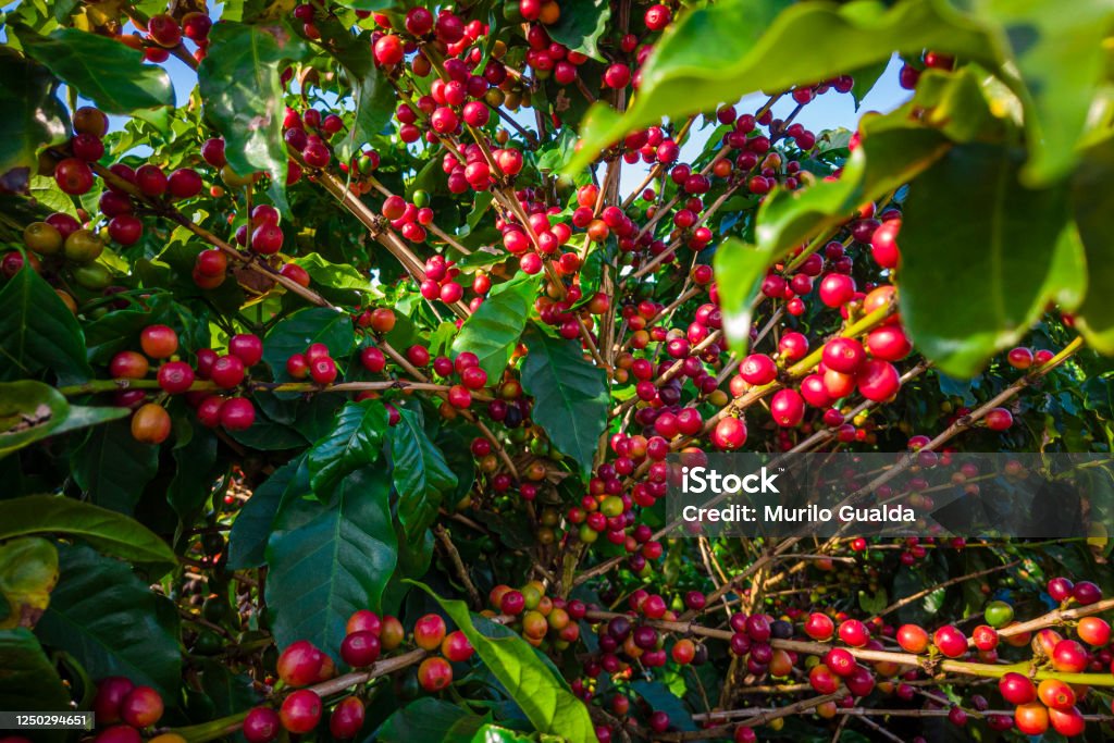 Potensi Kopi Gorontalo